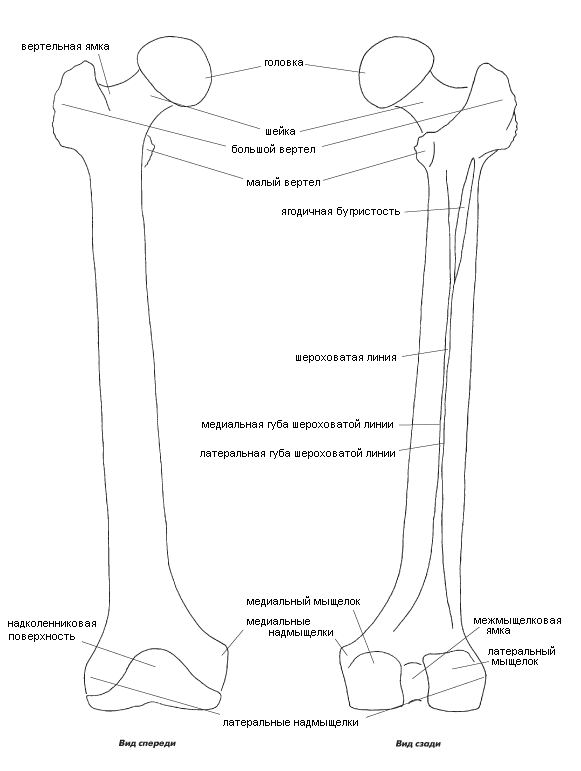 Бедренная кость анатомия рисунок