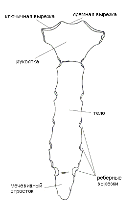 Рисунок грудина анатомия